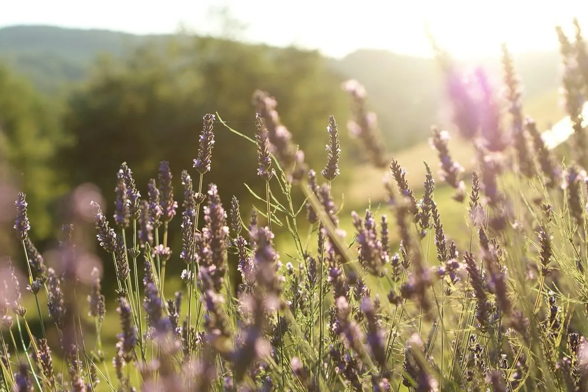 Brins de lavande dans la lumière du soir
